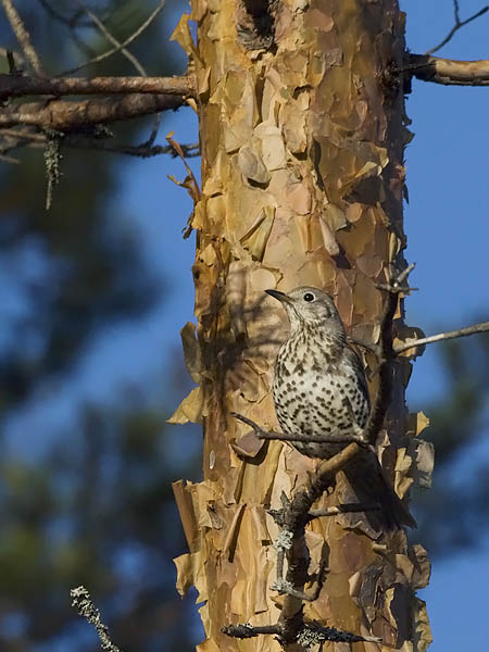 Kulorastas, Mistle Thrush, Turdus viscivorus
